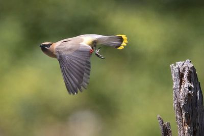 Cedar waxwing