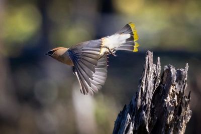 Cedar waxwing