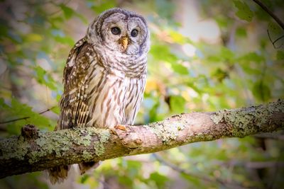 barred owl