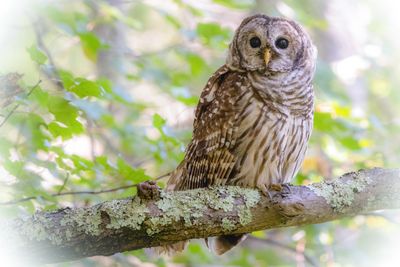 barred owl