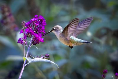 Hummingbird