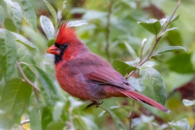 Northern cardinal