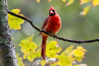 Northern Cardinal