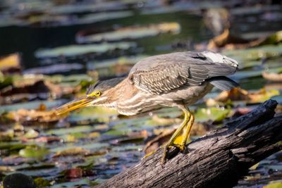 Green heron