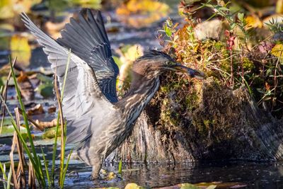 Green heron