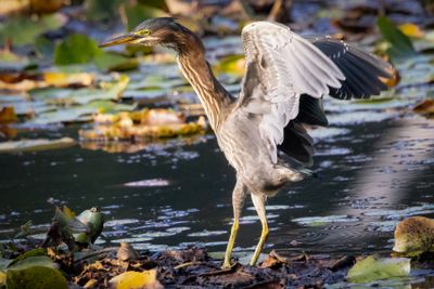 Green heron