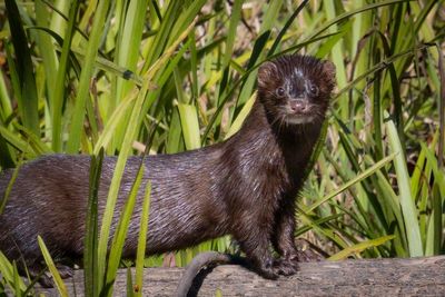 Mink