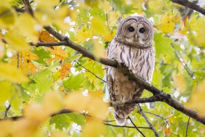 Barred Owl