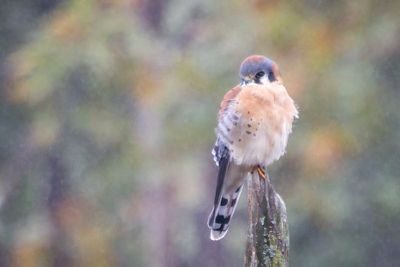Kestrel