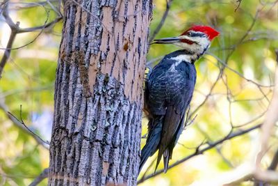 Pileated woodpecker