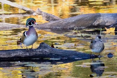 Wood ducks