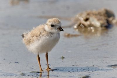 Piping plover