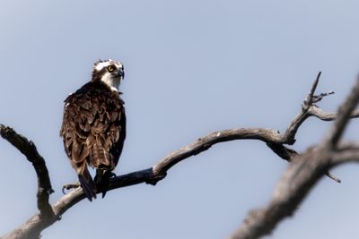 Osprey