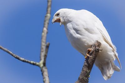 Leucistic Red-tailed hawk
