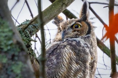 Great horned owl