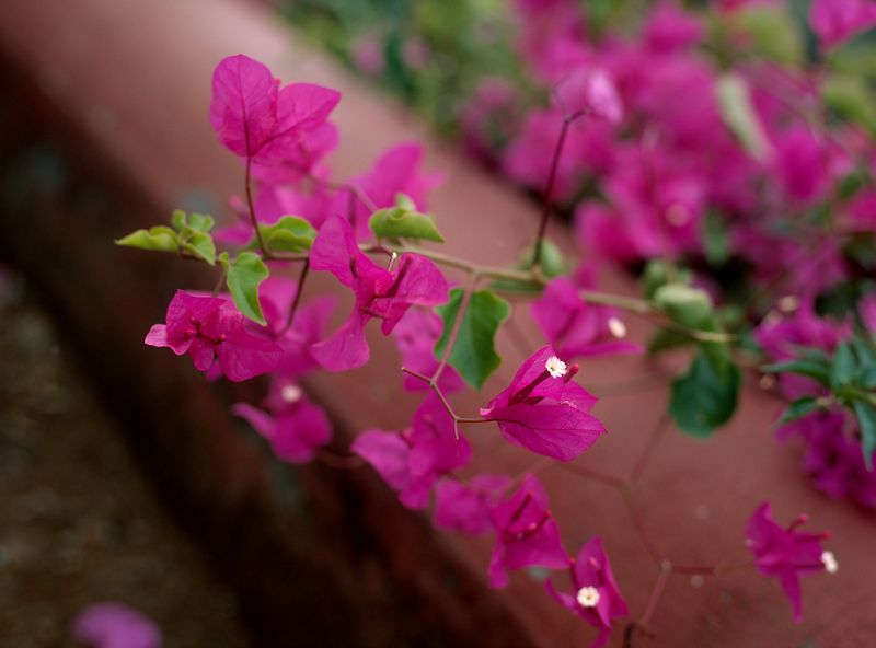 Botanical Garden, Funchal