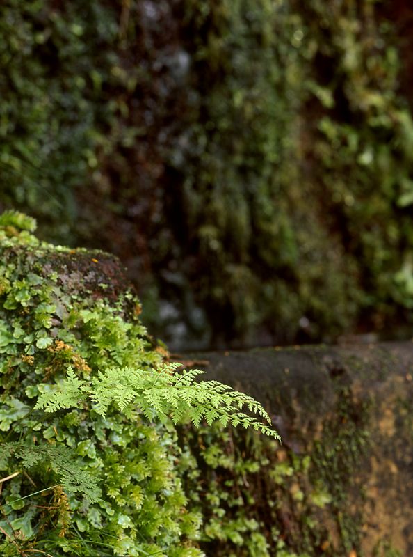 Levada dos 25 Fontes