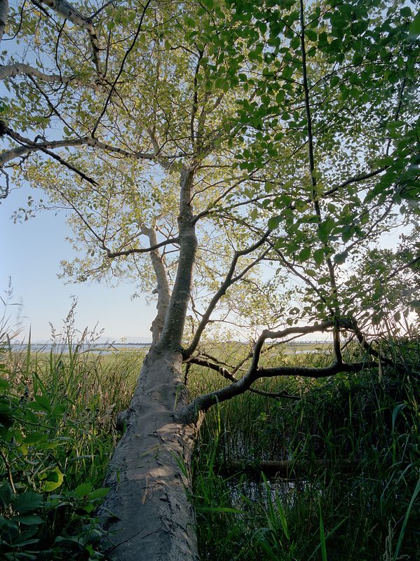Wreck beach