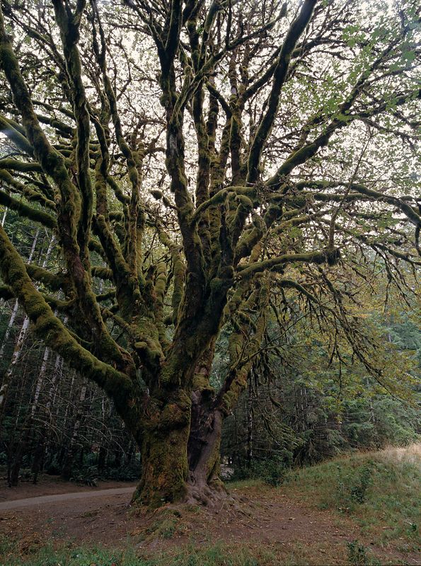 Olympic National Park