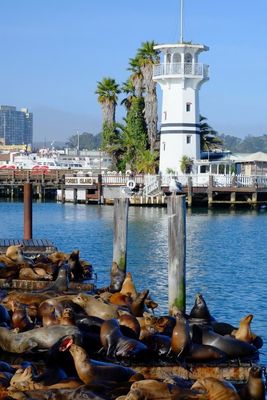 Sea lions at Pier 39