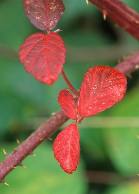 Little red leaf