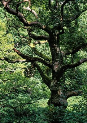 Hampstead Heath, October 2023