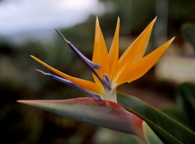 Botanical Garden, Funchal