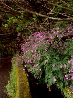 Levada dos 25 Fontes