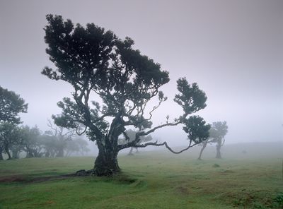 Fanal grove