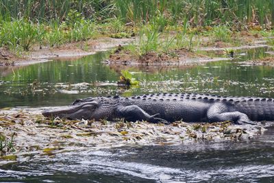 Alligator