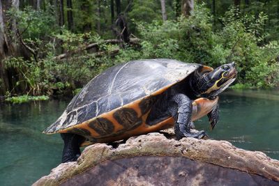 Turtle