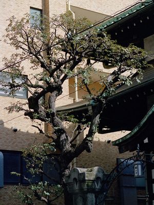 Tree and shrine
