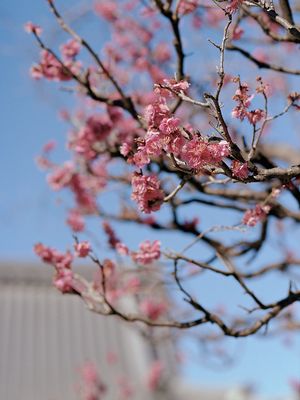 Sakura