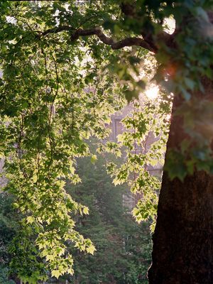 Victoria Embankment Gardens, May 2025