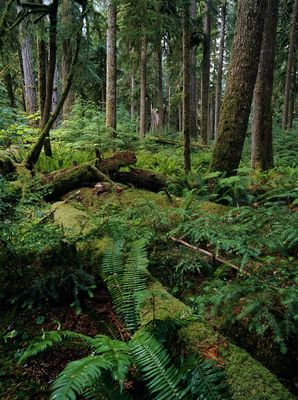 Olympic Peninsula, 2025