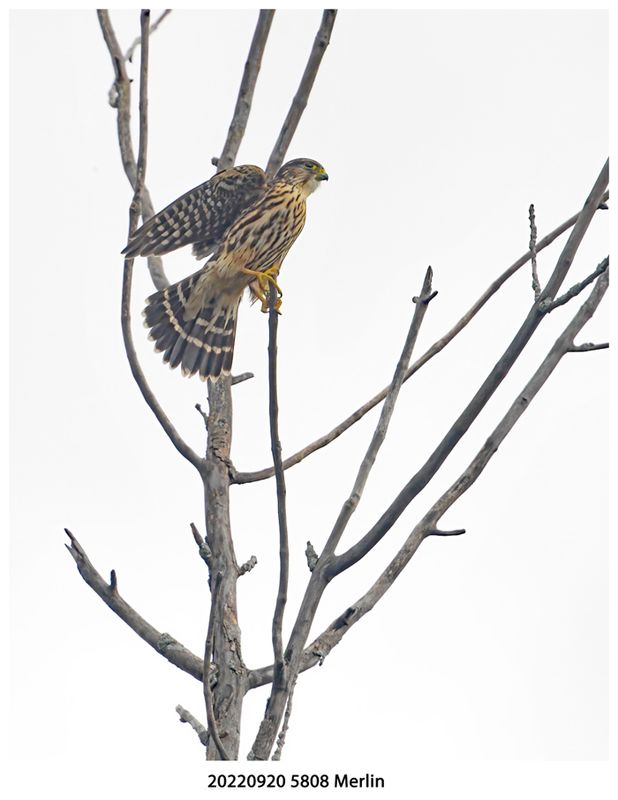 20220920 5808 Merlin.jpg