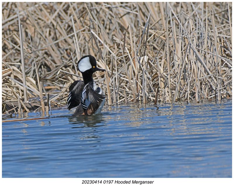 20230414 0197 SERIES Hooded Merganser.jpg