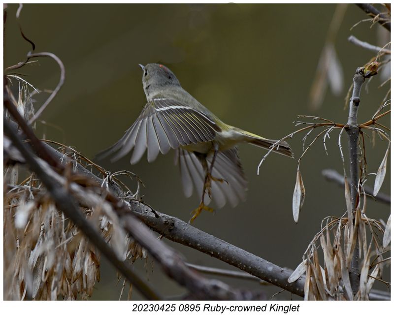 20230425 0895 Ruby-crowned Kinglet r2.jpg