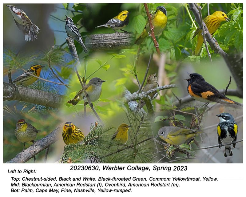 20230630, Warbler Collage 2 (1).jpg