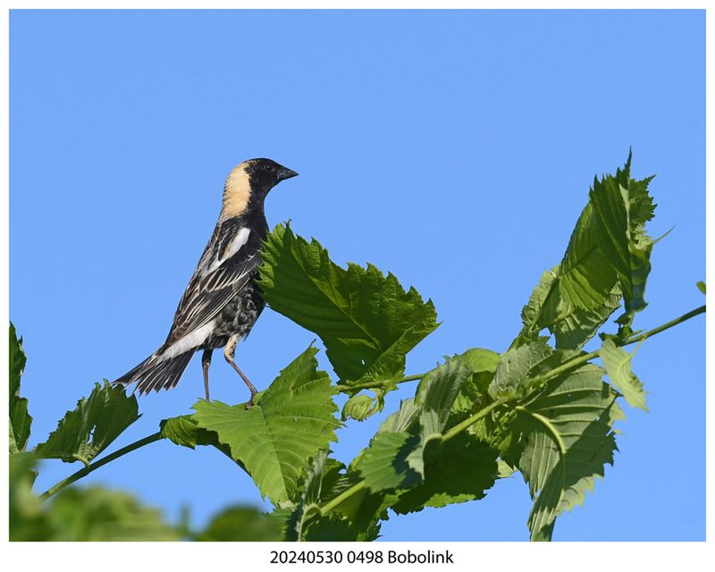20240530 0498 Bobolink.jpg