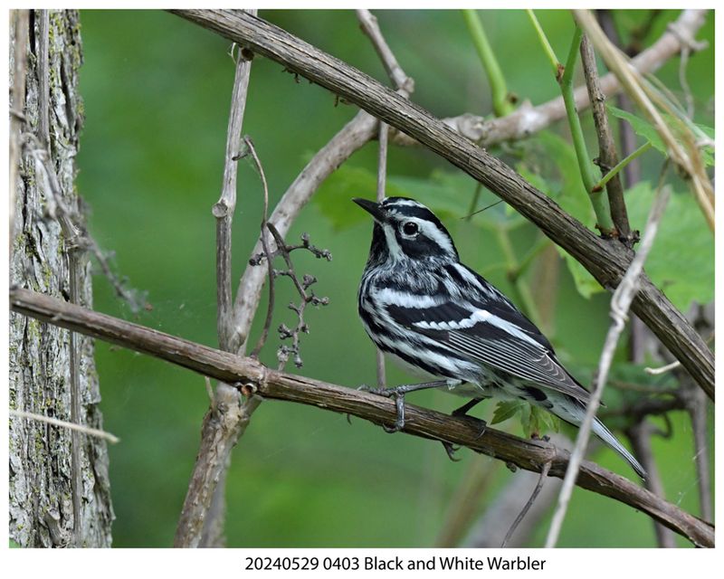 20240529 0403 Black and White Warbler.jpg