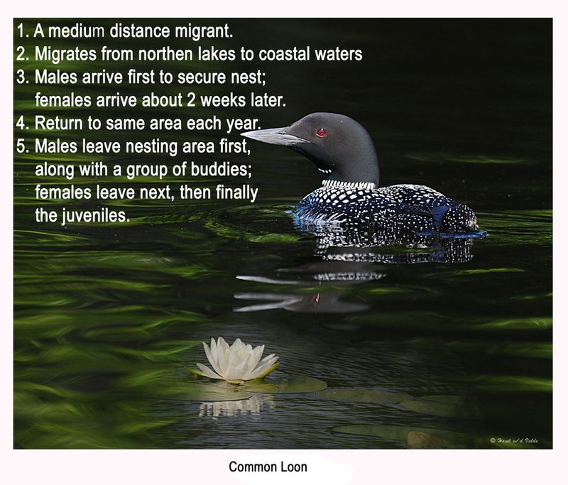 103 - 18.3 20080706 - 300 137 Common Loon.jpg