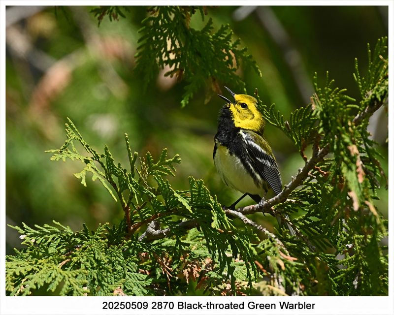 20250509 2870 Black-throated Green Warbler.jpg
