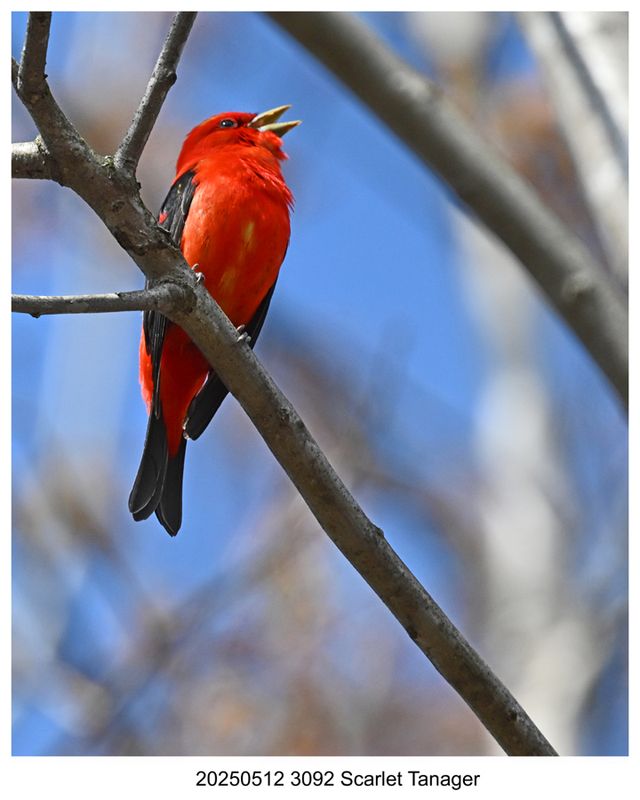 20250512 3092 Scarlet Tanager.jpg