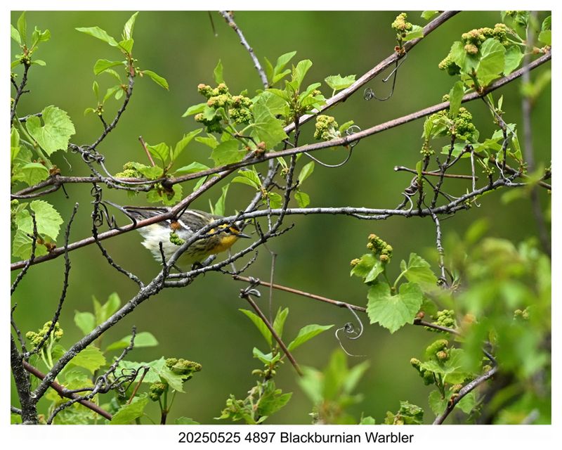 20250525 4897 Blackburnian Warbler.jpg