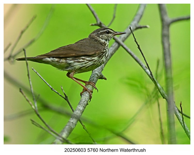 20250603 5760 Northern Waterthrush.jpg