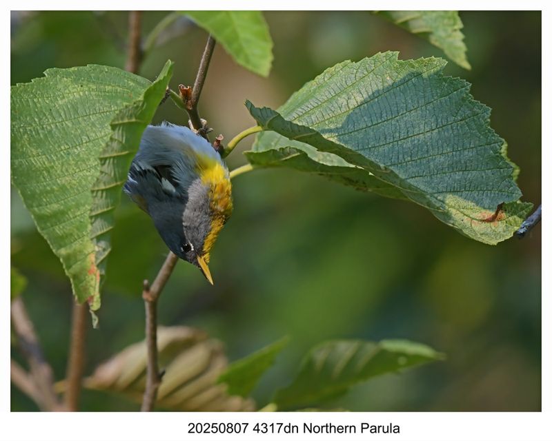 20250807 4317dn Northern Parula.jpg