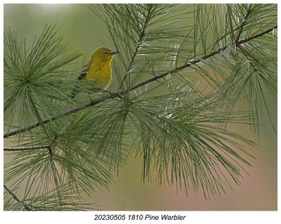 20230505 1810 Pine Warbler c2.jpg