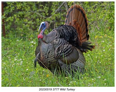 20230519 3777 SERIES - Wild Turkey.jpg