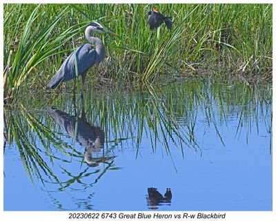 20230622 6743 SERIES - Great Blue Heron vs R-w Blackbird.jpg